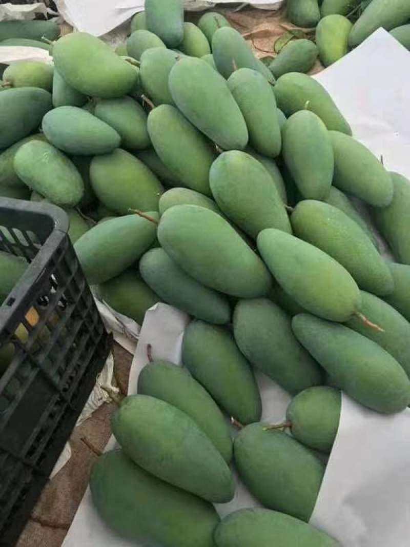 越南大青芒已经大量上市