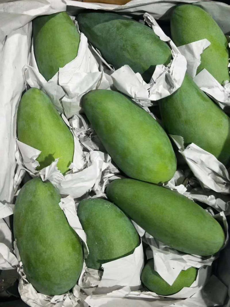 越南大青芒已经大量上市