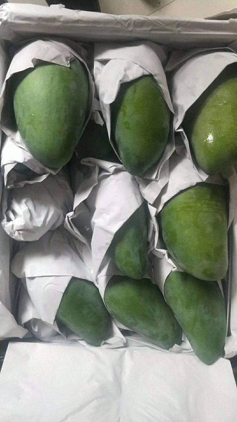 越南大青芒已经大量上市