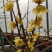 浓香型腊梅花树苗室内盆栽素心梅花苗盆景老桩素心冬季花卉