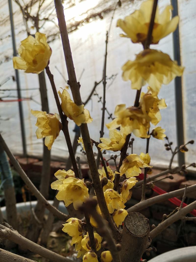 浓香型腊梅花树苗室内盆栽素心梅花苗盆景老桩素心冬季花卉