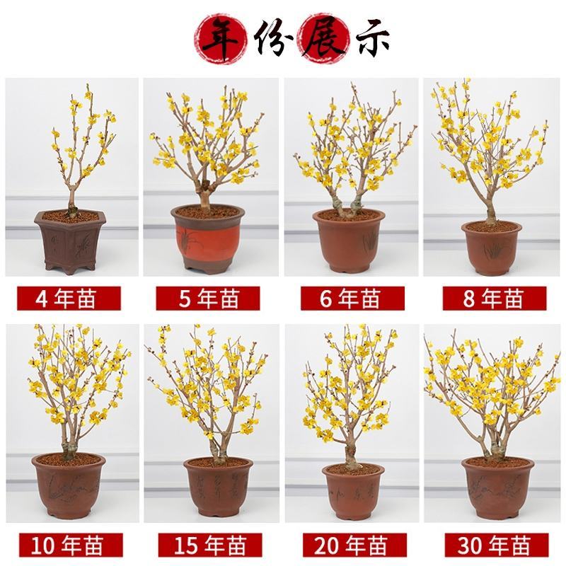 浓香型腊梅花树苗室内盆栽素心梅花苗盆景老桩素心冬季花卉