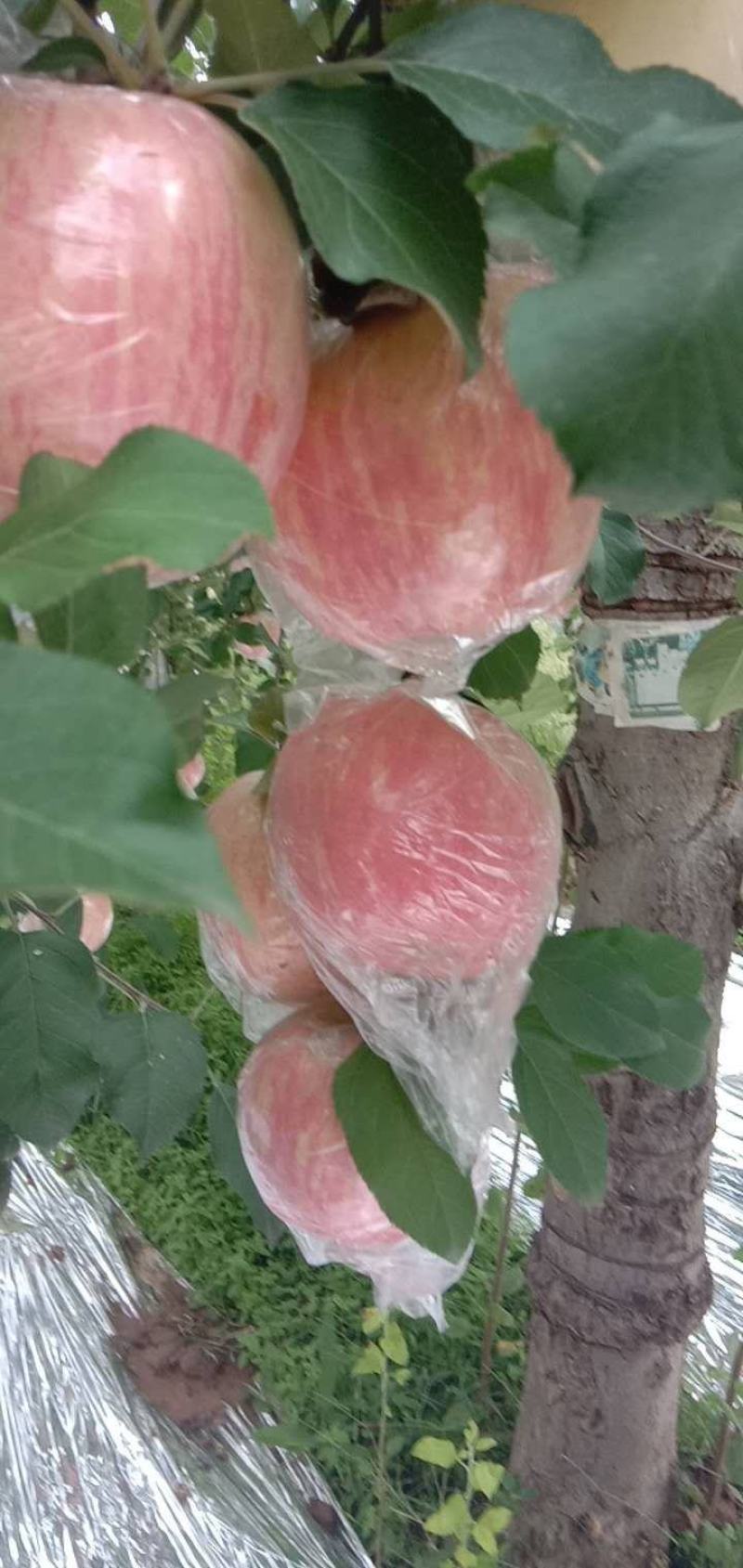 苹果陕西黄土高坡纸加膜红富士苹果大量入库，个头大，口感好