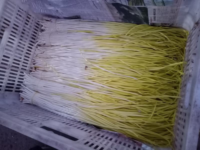 法姆沃克蒜黄种植农场宗旨是以质量求生存！！