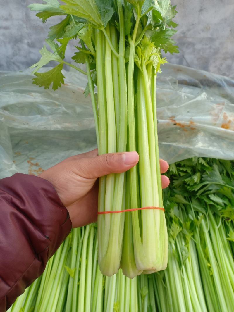 优质西芹...................