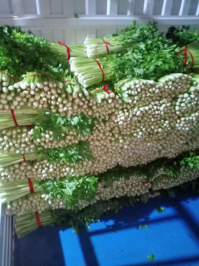 优质西芹...................