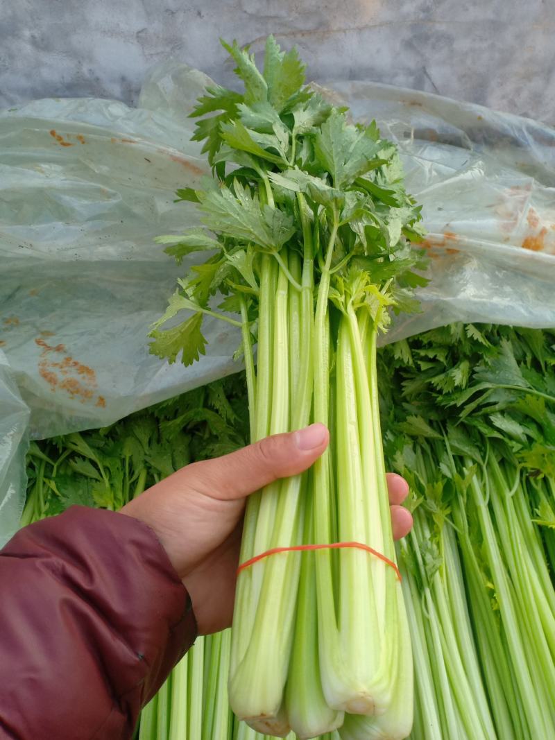 优质西芹...................