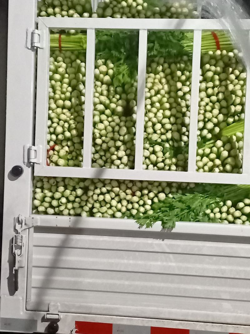 优质西芹...................
