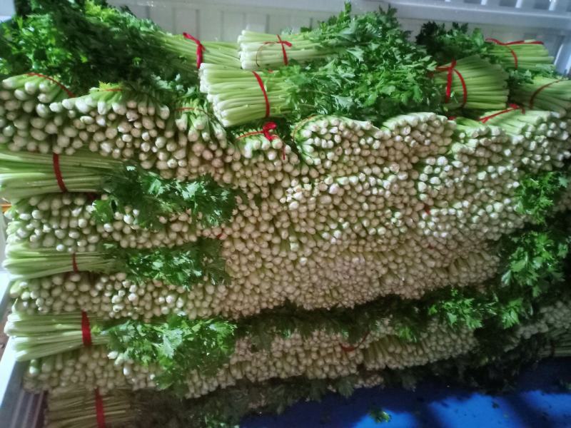 优质西芹...................