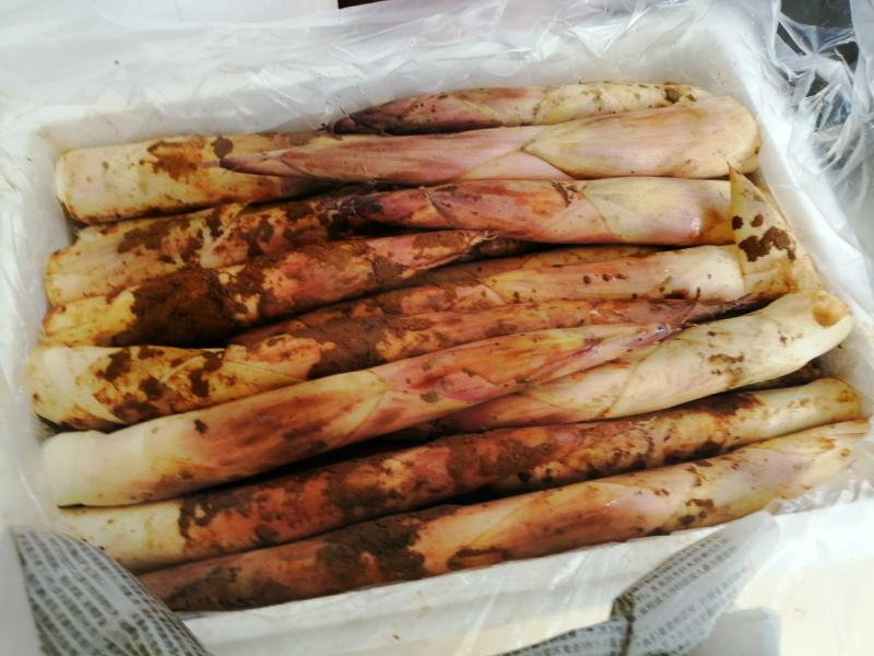 雷竹秋笋大量上市，质优价廉，欢迎有量老板前来采购