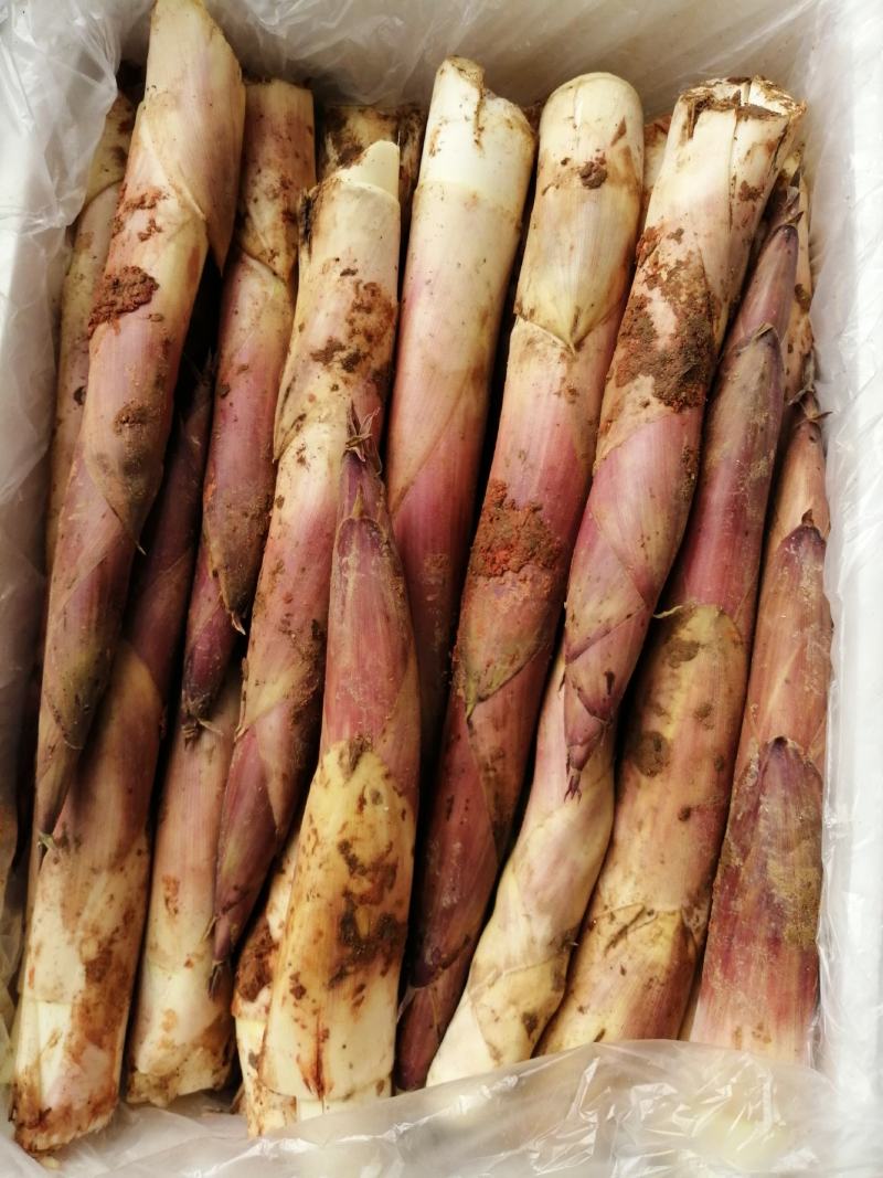 雷竹秋笋大量上市，质优价廉，欢迎有量老板前来采购