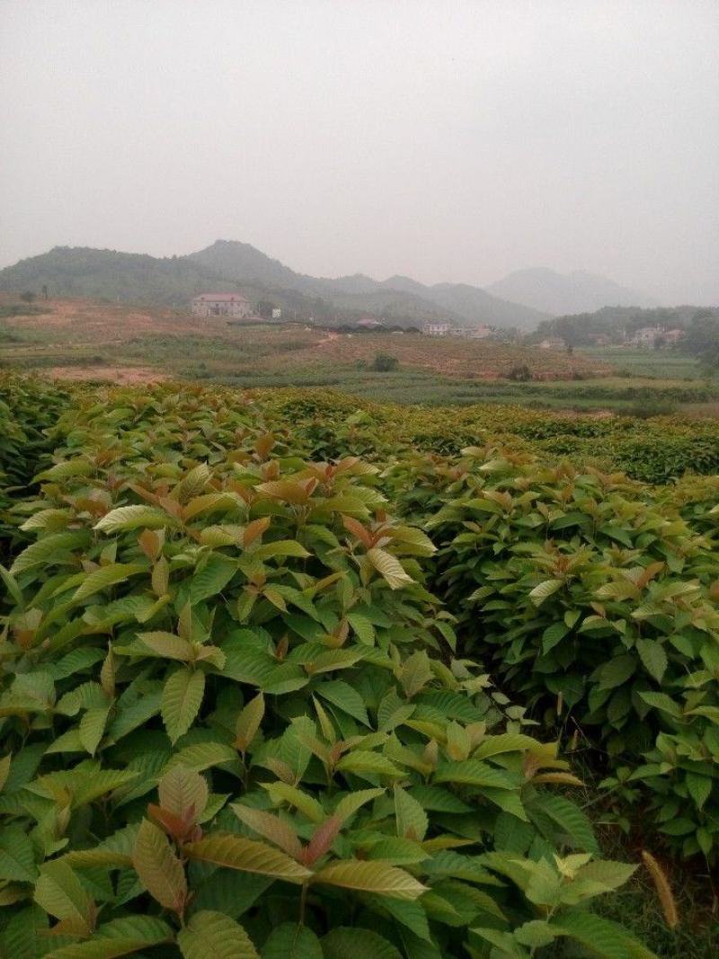喜树小苗批发1-3公分喜树苗价格喜树小苗种植基本