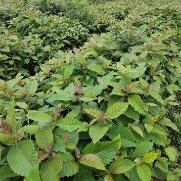 喜树小苗批发1-3公分喜树苗价格喜树小苗种植基本