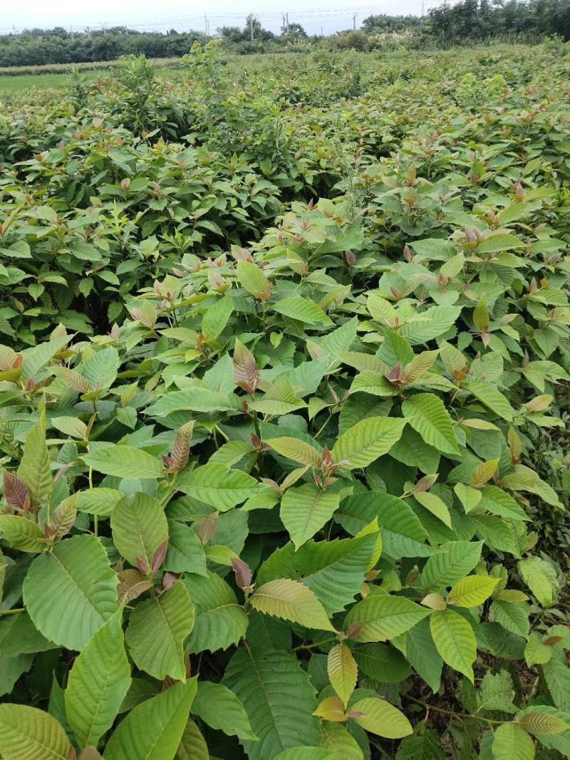 喜树小苗批发1-3公分喜树苗价格喜树小苗种植基本