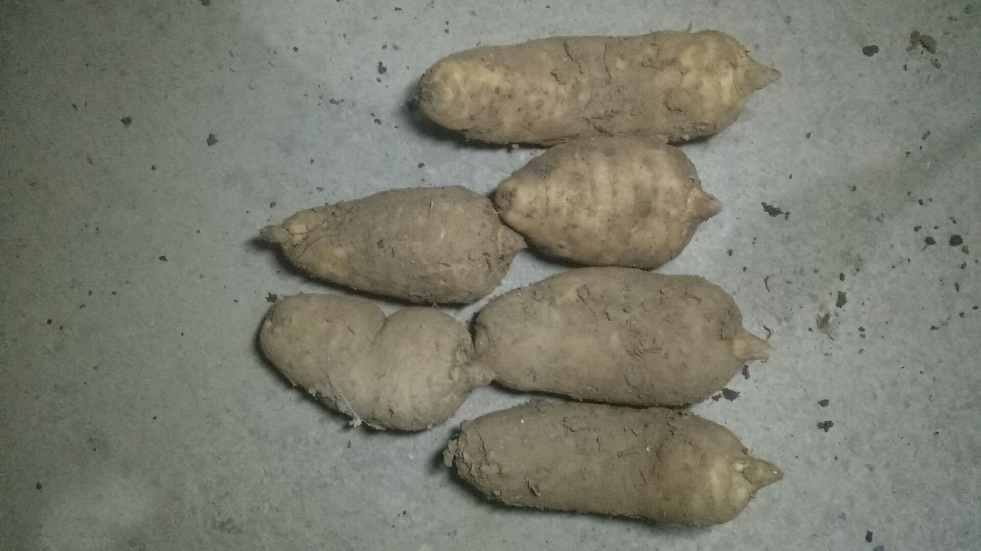 乙草胺药害应急处理示意图