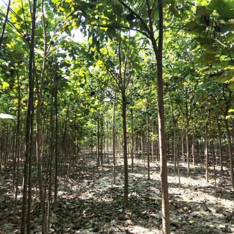 李军金丝楸树基地供应3公分楸树10万棵专业供应:楸树，