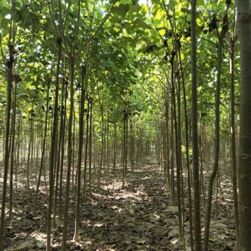 李军金丝楸树基地供应3公分楸树10万棵专业供应:楸树，