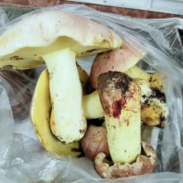 (一件代发)(推荐)湖南产地直接供货，货量保证，货源充足
