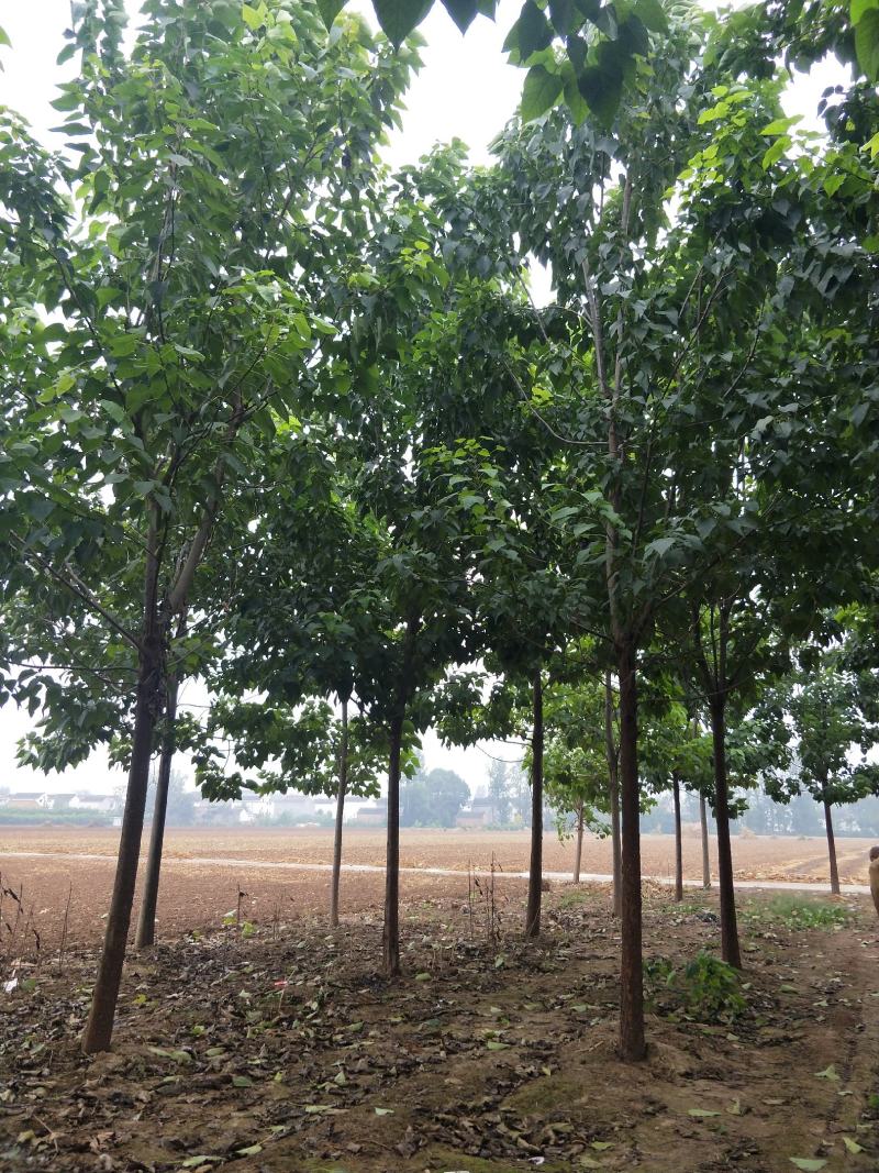 李军金丝楸树基地供应3公分楸树10万棵专业供应:楸树，
