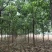 李军金丝楸树基地供应3公分楸树10万棵专业供应:楸树，