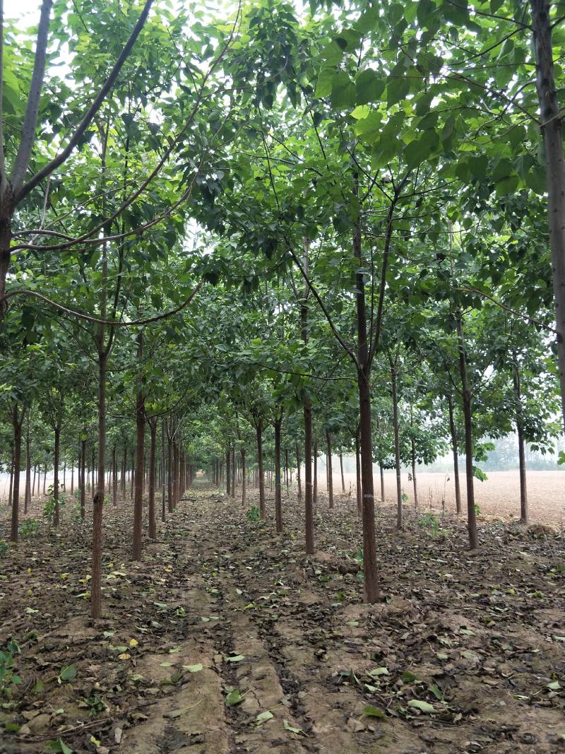 李军金丝楸树基地供应3公分楸树10万棵专业供应:楸树，