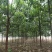 李军金丝楸树基地供应3公分楸树10万棵专业供应:楸树，