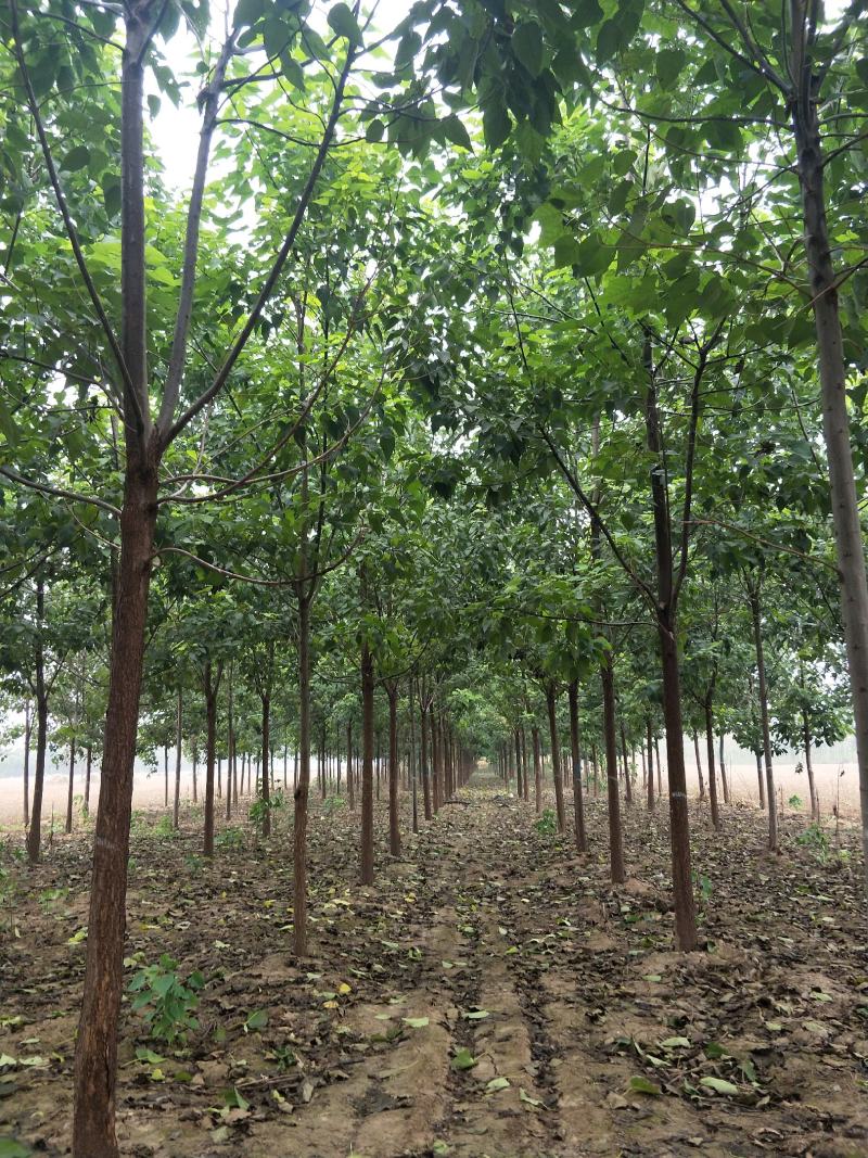 李军金丝楸树基地供应3公分楸树10万棵专业供应:楸树，