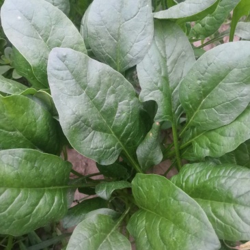 叶菜类黑叶油亮菠菜羊耳朵，种植基地产量大持续发货包装工人