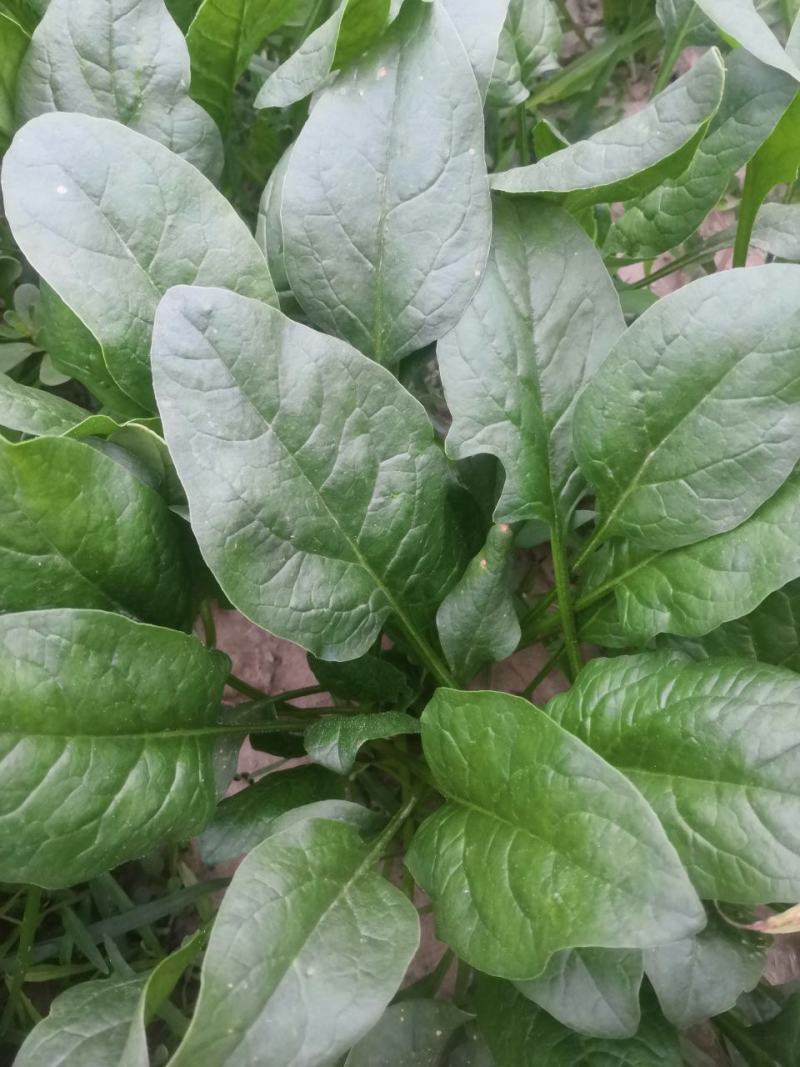 叶菜类黑叶油亮菠菜羊耳朵，种植基地产量大持续发货包装工人