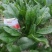 叶菜类黑叶油亮菠菜羊耳朵，种植基地产量大持续发货包装工人
