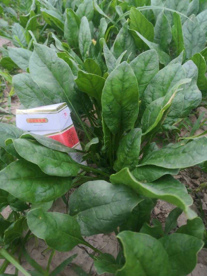 叶菜类黑叶油亮菠菜羊耳朵，种植基地产量大持续发货包装工人