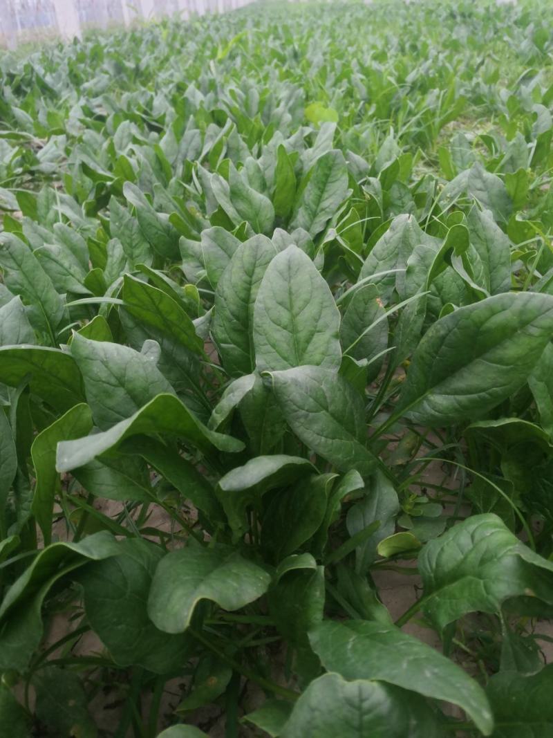 叶菜类黑叶油亮菠菜羊耳朵，种植基地产量大持续发货包装工人