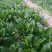 叶菜类黑叶油亮菠菜羊耳朵，种植基地产量大持续发货包装工人