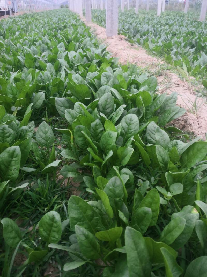 叶菜类黑叶油亮菠菜羊耳朵，种植基地产量大持续发货包装工人