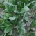 叶菜类黑叶油亮菠菜羊耳朵，种植基地产量大持续发货包装工人