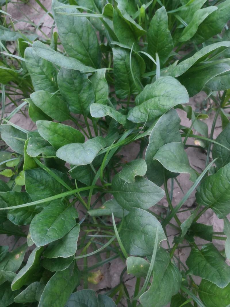 叶菜类黑叶油亮菠菜羊耳朵，种植基地产量大持续发货包装工人