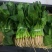 叶菜类黑叶油亮菠菜羊耳朵，种植基地产量大持续发货包装工人