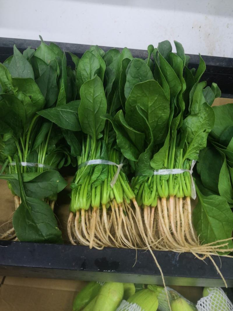 叶菜类黑叶油亮菠菜羊耳朵，种植基地产量大持续发货包装工人