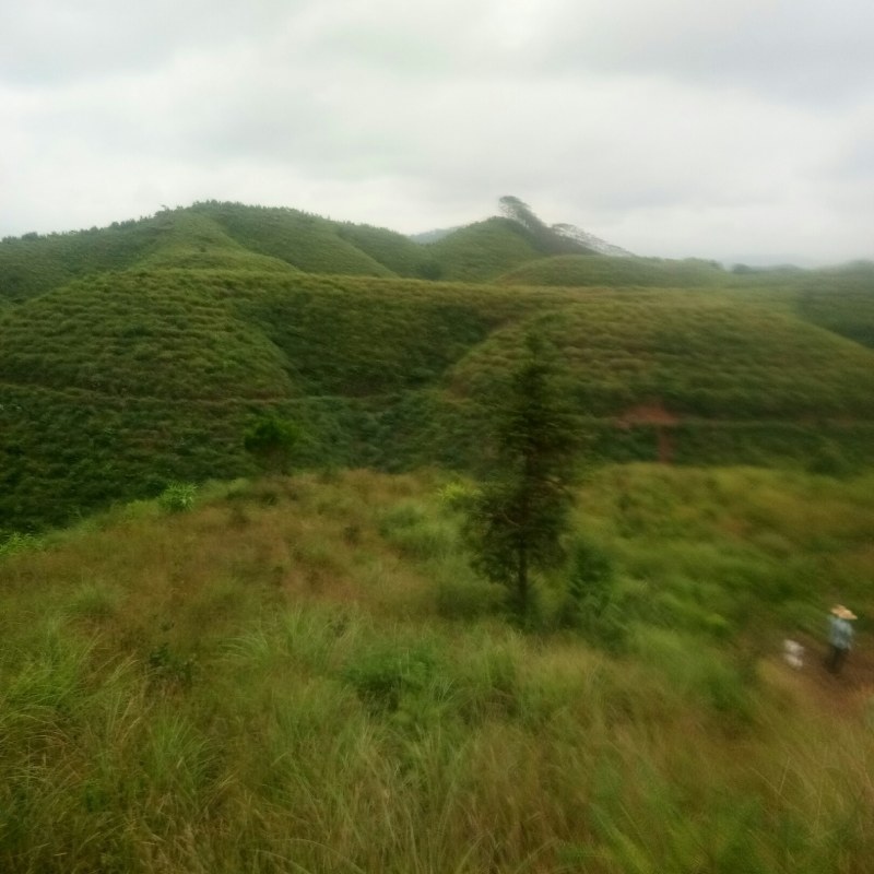 场地实拍，广西容县鸿福油茶合作社