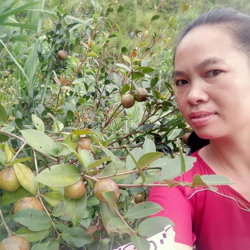 场地实拍，广西容县鸿福油茶合作社