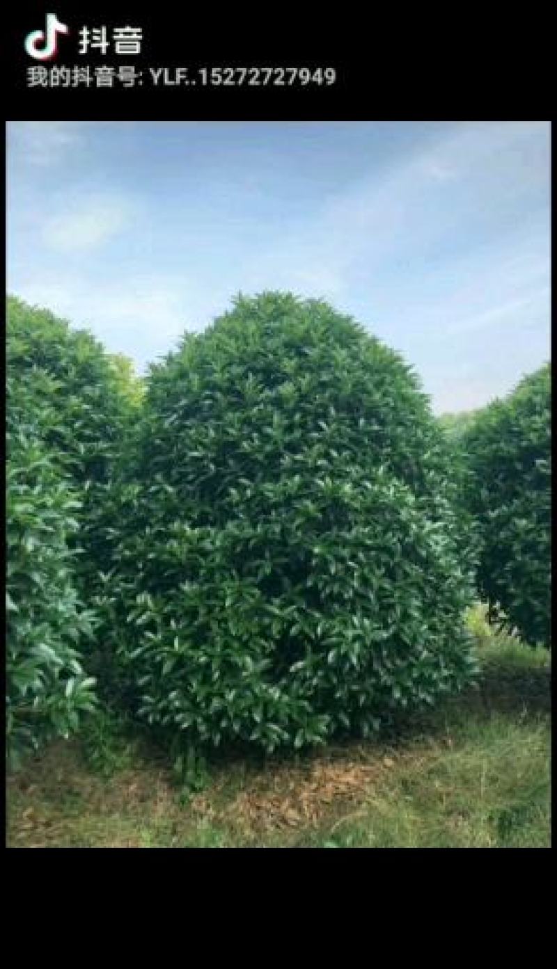 丛生地笼桂花树，各种规格的冠幅大量出售