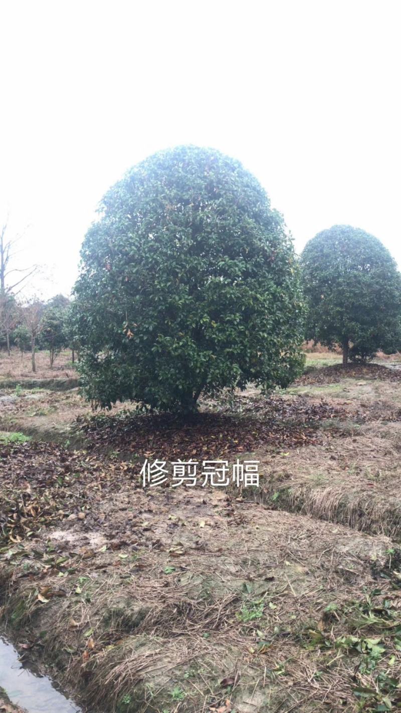 丛生地笼桂花树，各种规格的冠幅大量出售