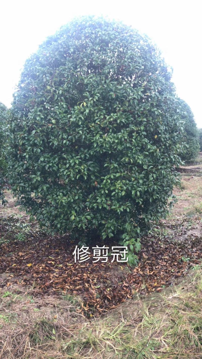 丛生地笼桂花树，各种规格的冠幅大量出售