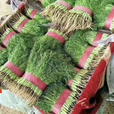 精品茴香，量大，，，