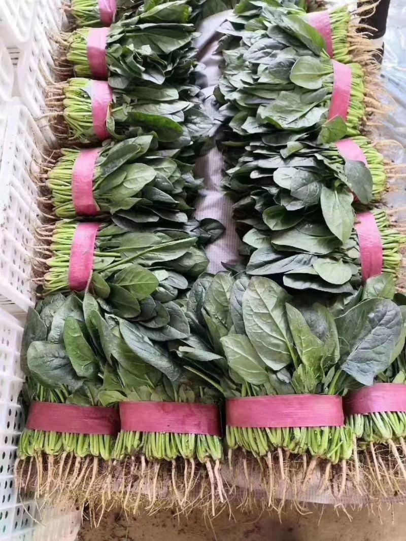 本地大叶菠菜，量大价优