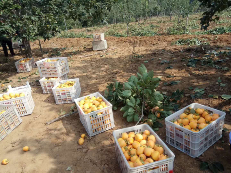 柿子牛心柿子，代加工，皮毛表光靓，大型基地果，代发全国