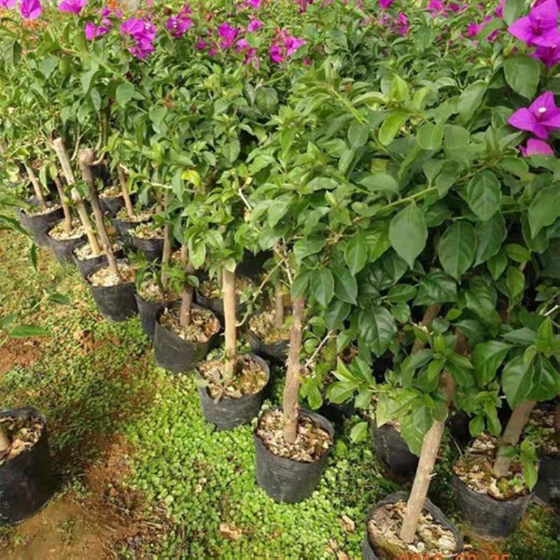 云南紫安格斯三角梅叶子花紫色三角梅绿化工程用苗庭院植物