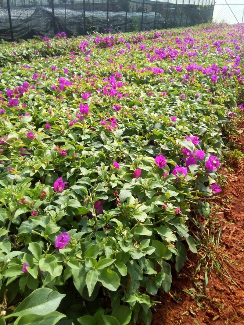 云南紫安格斯三角梅叶子花紫色三角梅绿化工程用苗庭院植物