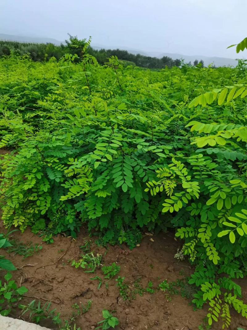 山西运城供应优质花椒苗一年生花椒苗两年生花椒苗