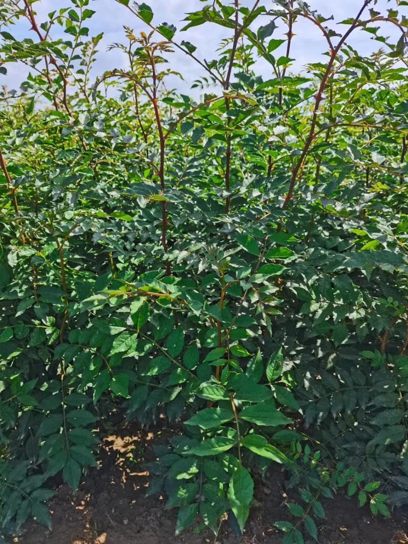 山西运城供应优质花椒苗一年生花椒苗两年生花椒苗